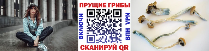 Галлюциногенные грибы Cubensis  Купить  Дедовск 